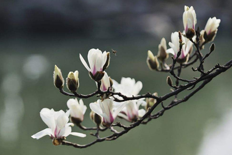 玉兰花这么养，花期延长，俏丽幽香，回顾一下，你做对了吗？_百科TA说