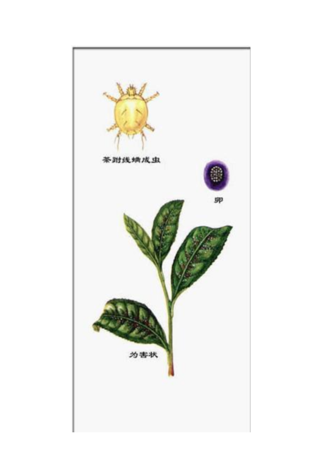 茶跗线螨