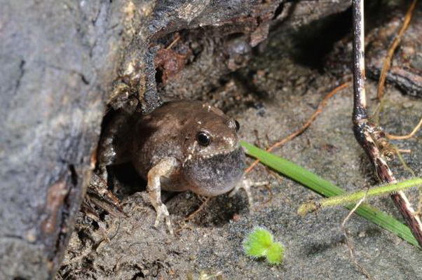  p>粗皮姬蛙(学名: i>microhyla butleri /i>)是姬蛙科,姬蛙属的 a
