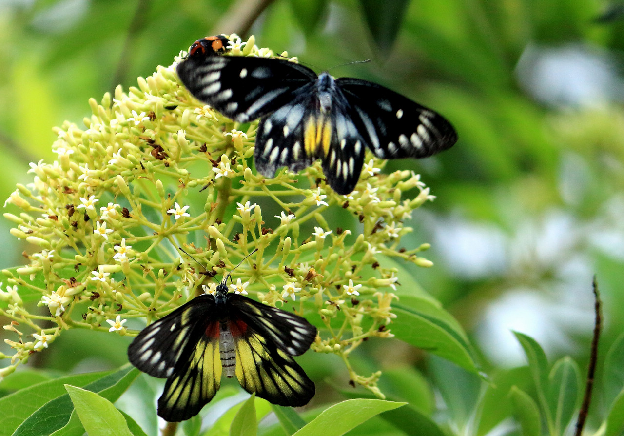 双蝶舞,杜鹃花属植物.