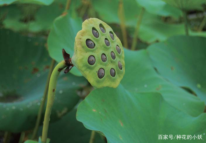 这个季节 最适合赏的花 你去看了吗 百科ta说