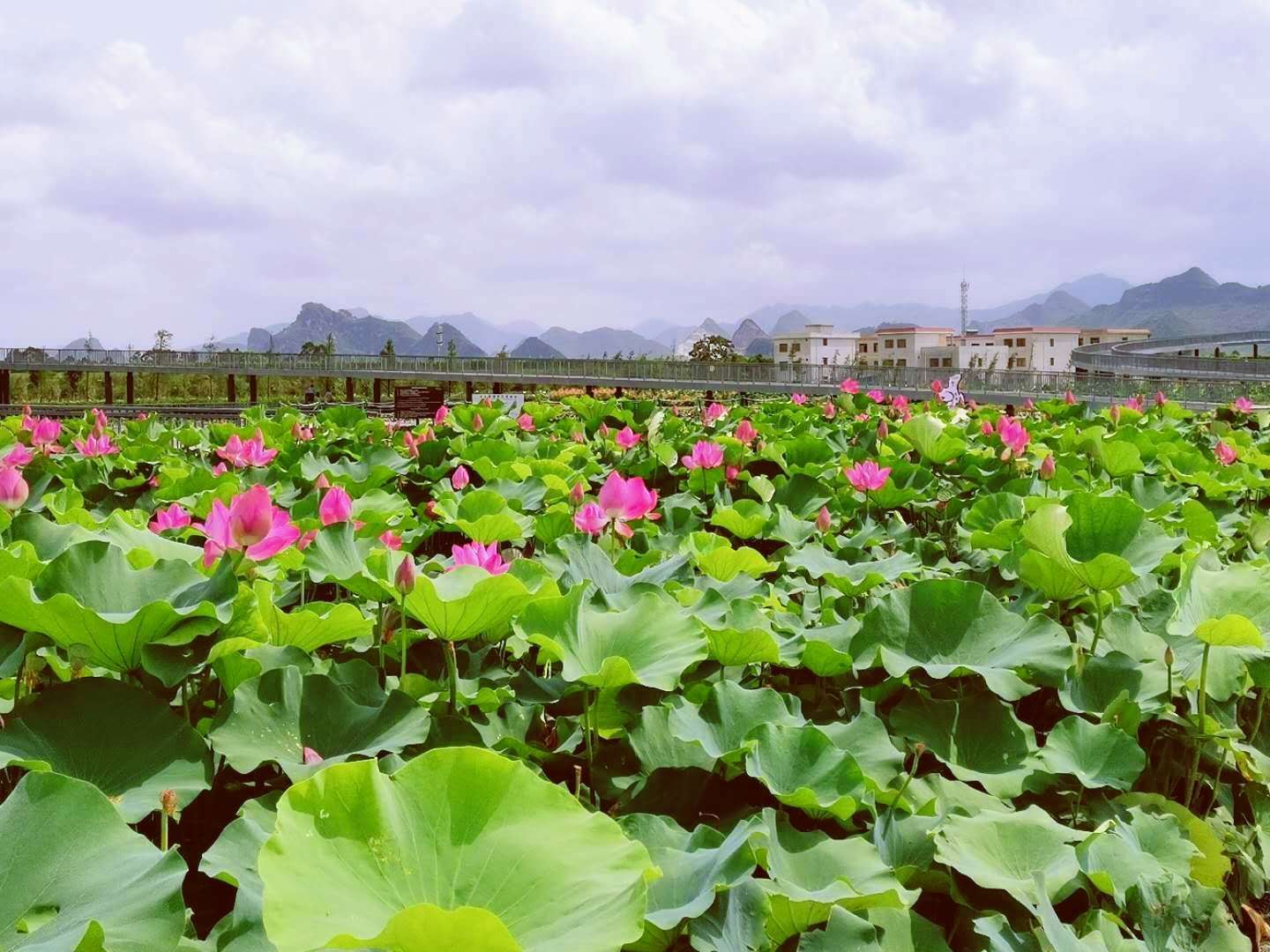 荷美覃塘景区