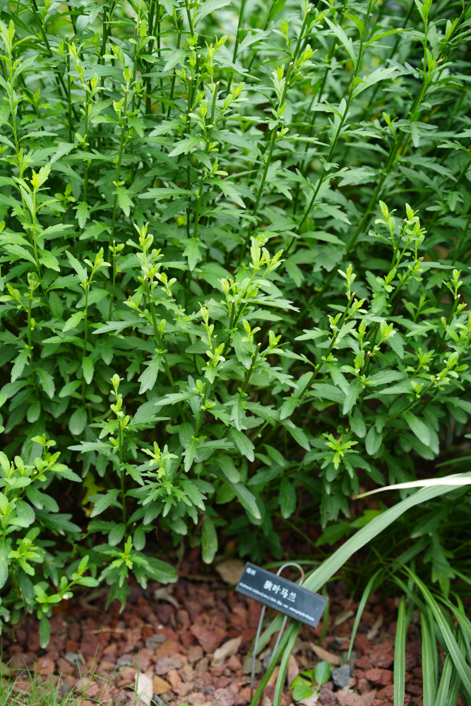 马兰（菊科紫菀属植物）_百度百科