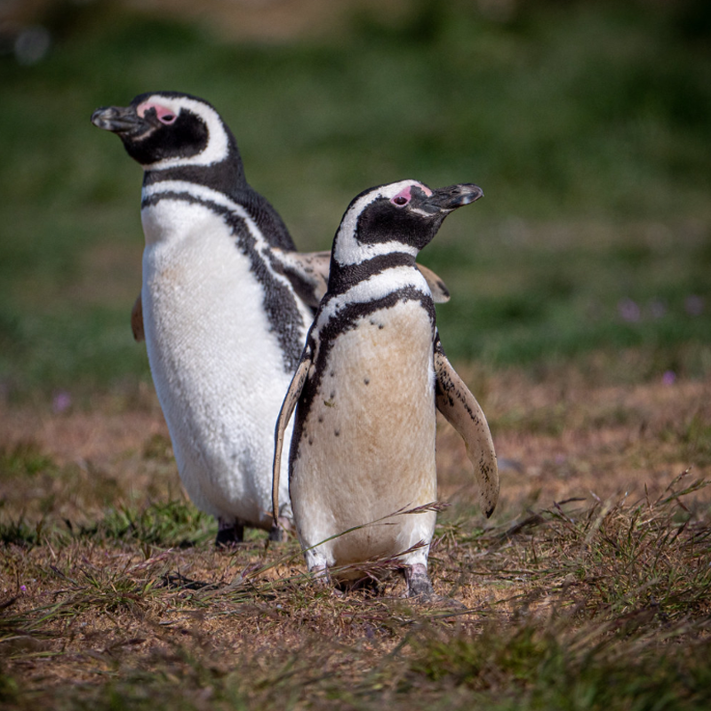  i>spheniscus mendiculus /i>):是鸟纲,企鹅目,企鹅科唯一生活在赤道