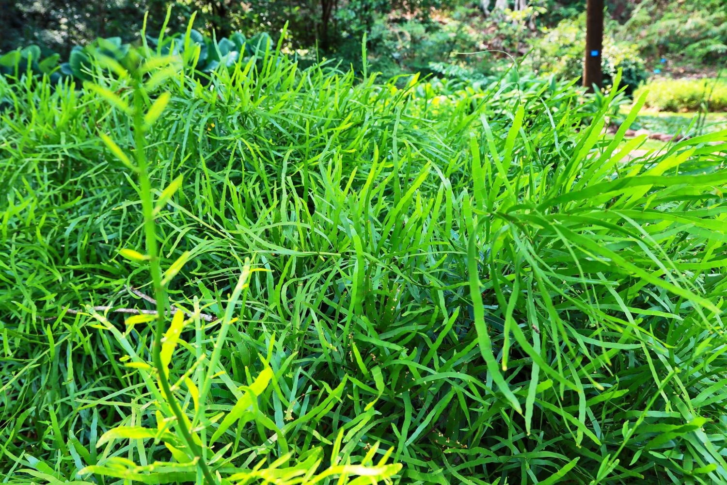 竹节蓼（蓼科千叶兰属植物）_百度百科