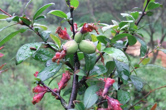 翠玉碗木瓜海棠