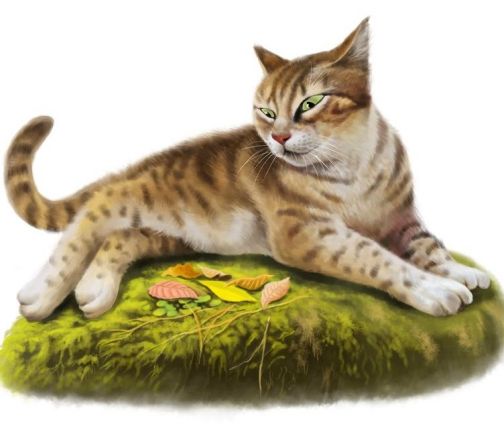 天族（《猫武士》中的一个族群）_百度百科