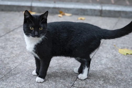 土猫_百度百科