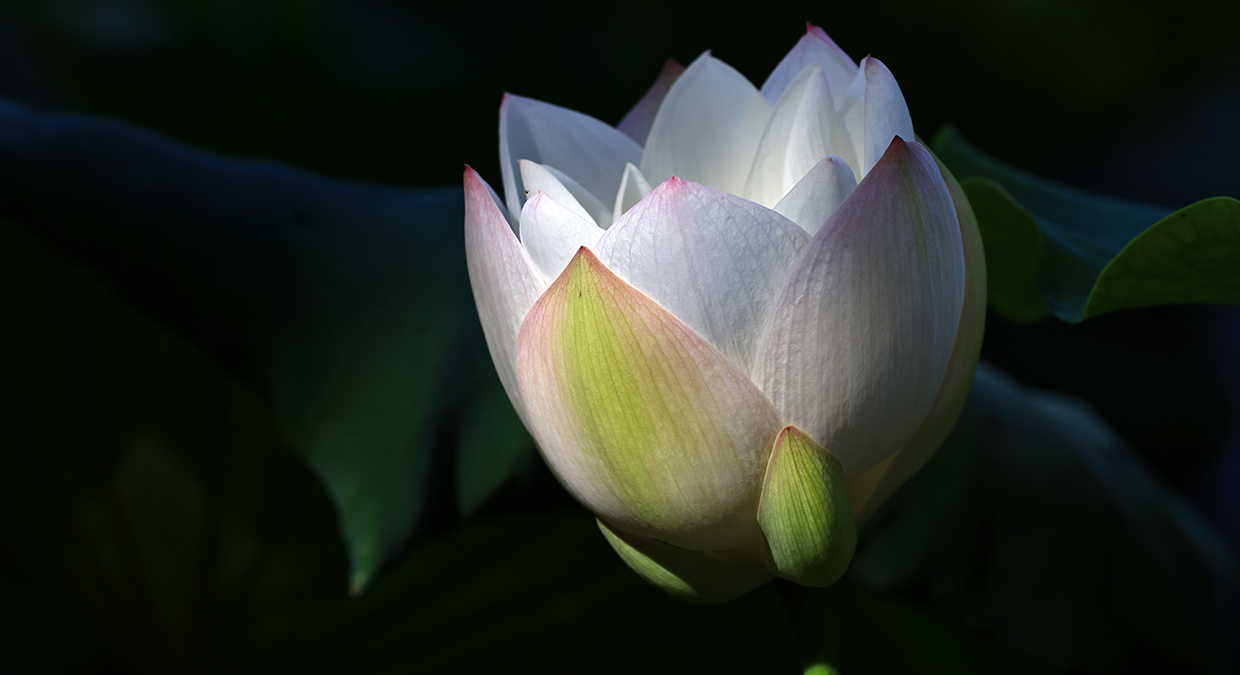 中国宝应荷藕节