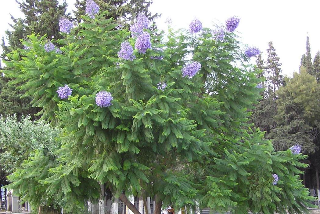 藍花楹 百度百科