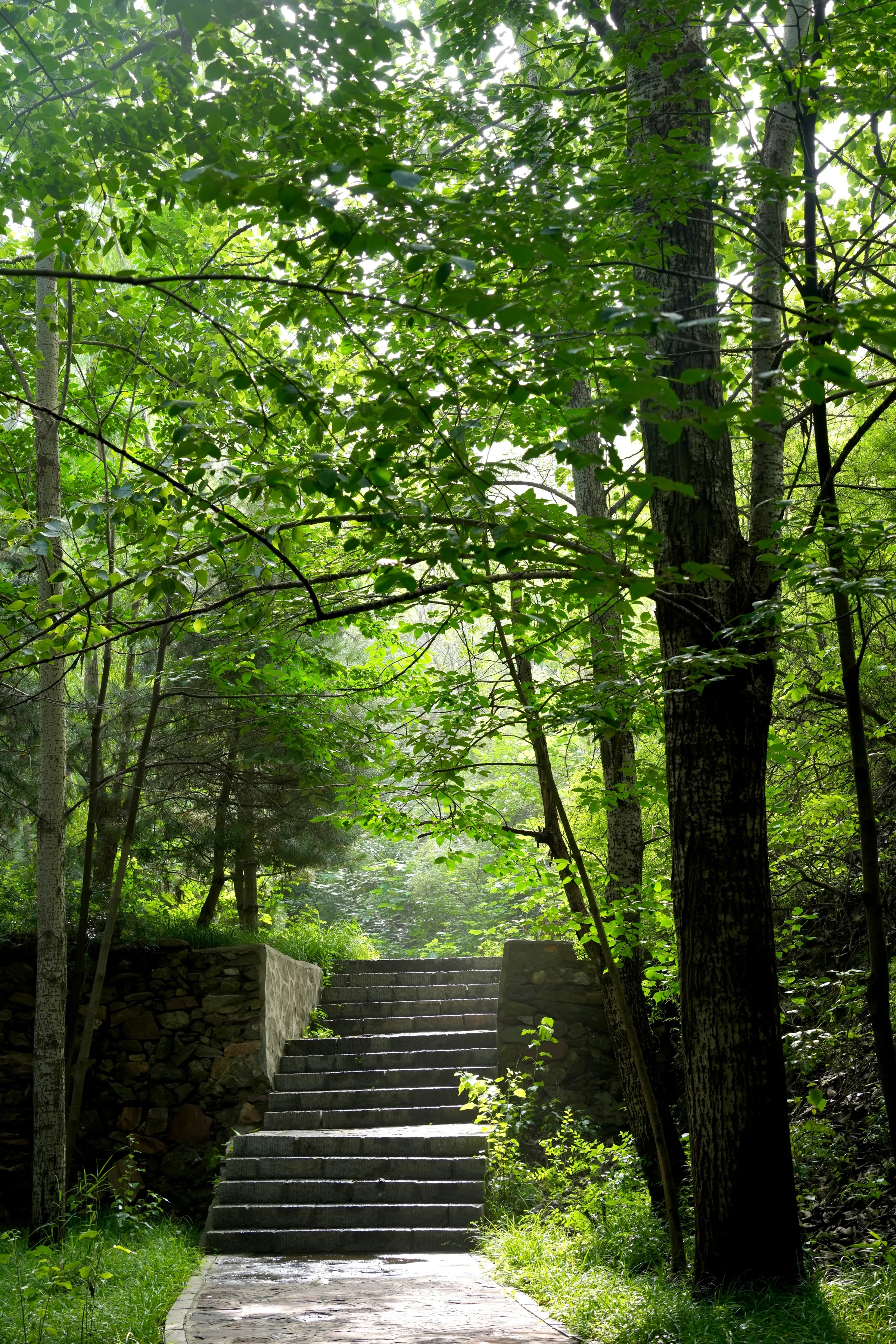 data-ctrid="umtwobpdbydc">西部长青森林康养城位于太行山东麓,省会