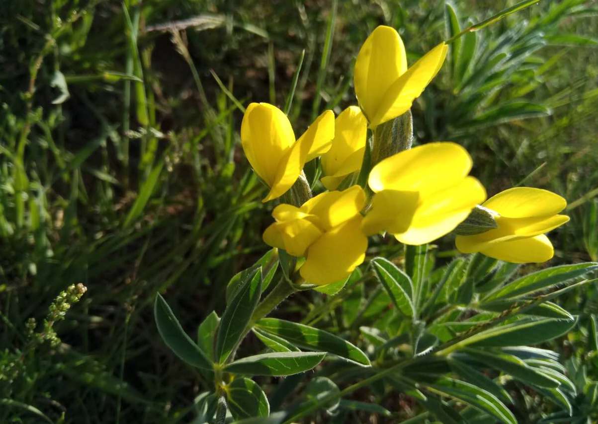 thermopsis alpina (pall.) ledeb.