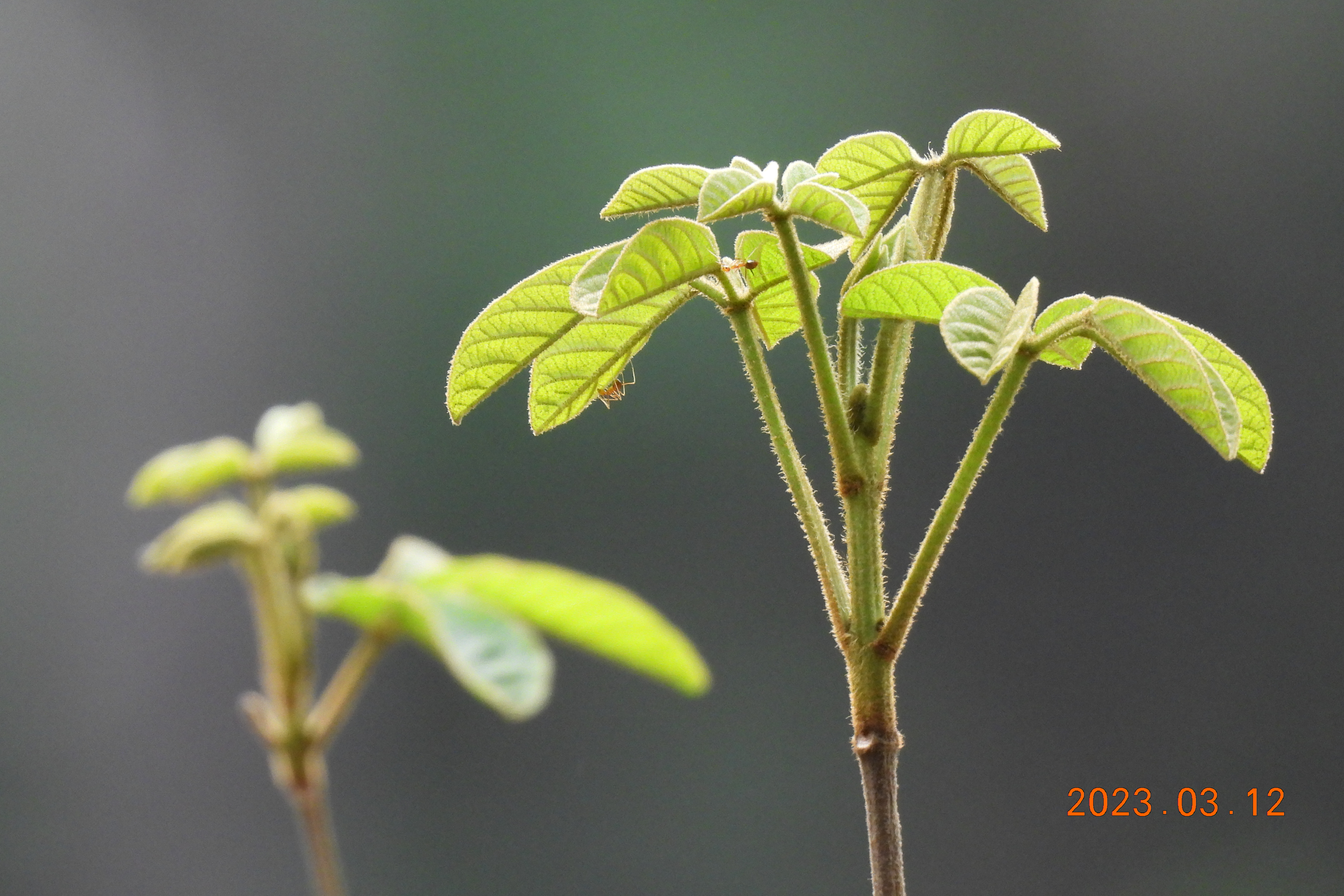 乔 span class="ref" data-ctrid="txtg73lnnypc">木植物,树皮灰色,鳞