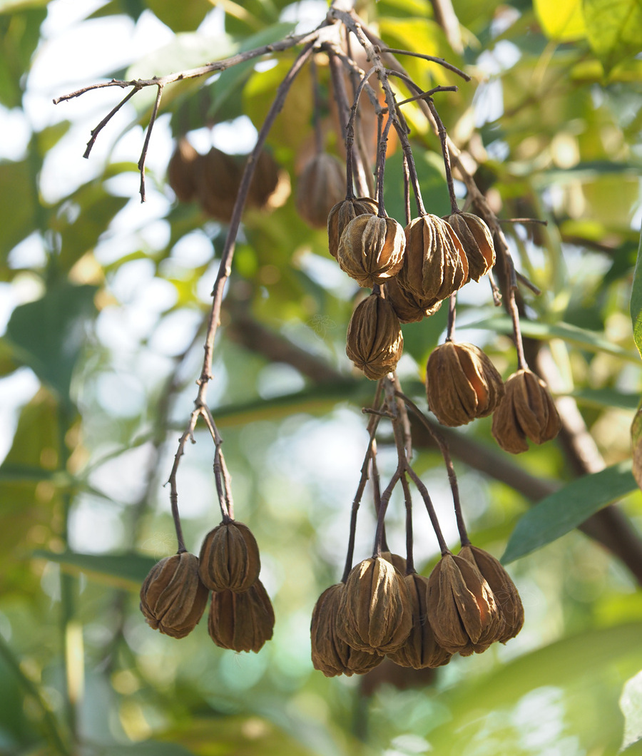 是锦葵科梭罗树属的乔木.