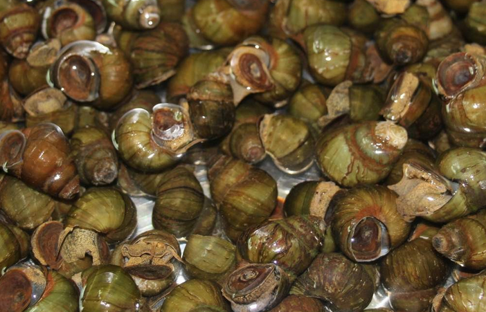 大自然界中的独特风味美食——石螺_百科TA说
