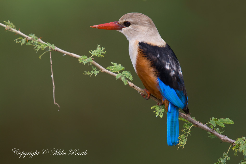  p>灰头翡翠是翠鸟亚目, a href="#" data-lemmaid="2501706">翠鸟科 