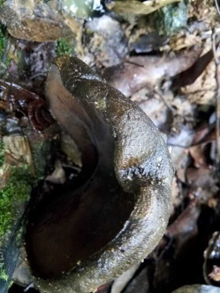 这是人们称其为猪嘴蘑的一个原因,还有一个原因是人若吃多了这种蘑菇