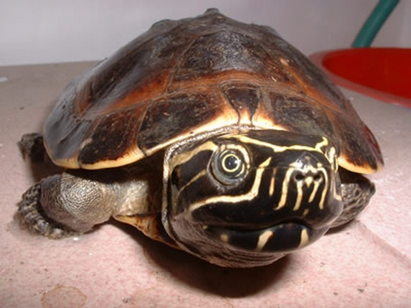  p>马来食螺龟(学名:malayemys subtrijuga)颚微钩曲.