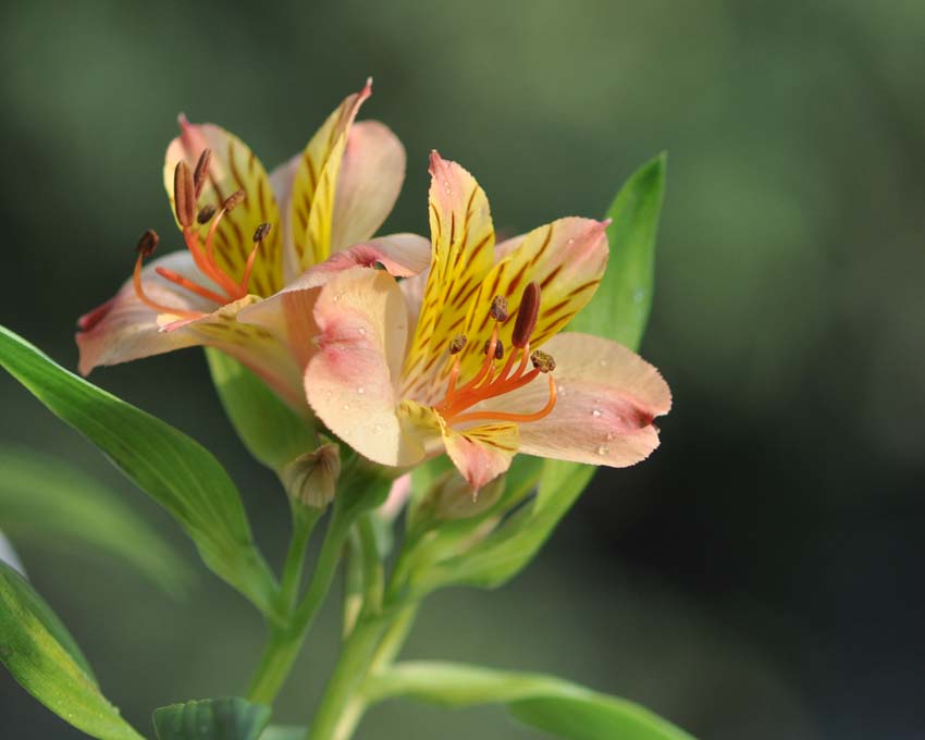  i>alstroemeria /i>  i>aurea /i> graham)是六出花科,六出花属治镲