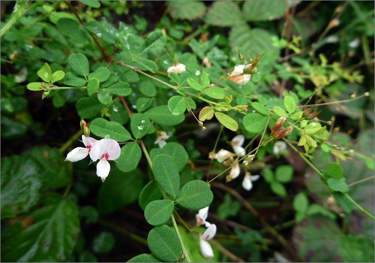 白花短梗胡枝子