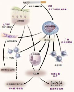 简称白介素,是指在白细胞或免疫细胞间相互作用的淋巴因子,它和血细胞