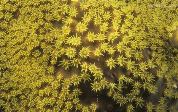 具有钙质骨骼的 a href="#" data-lemmaid="1656626">六射珊瑚 /a>