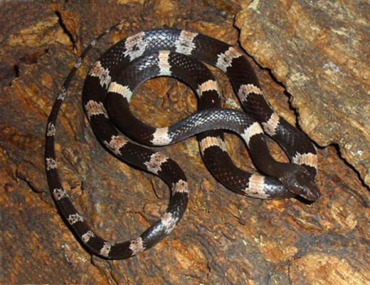 种蛇类品种,主要分布于 a target="_blank" href="/item/福建/132090"