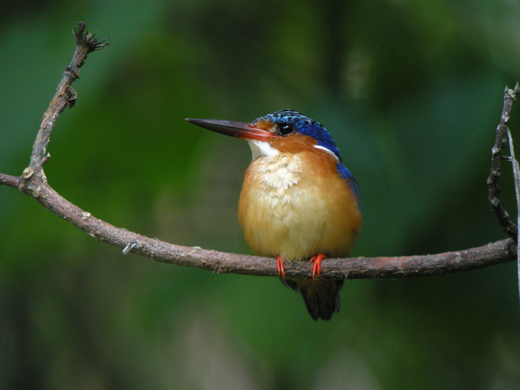  p>马岛翠鸟身长 16cm,雄鸟体重16,5-21g,雌鸟体重18-22g,雌雄完全