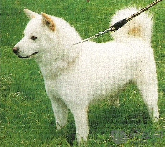 珍岛犬 百度百科