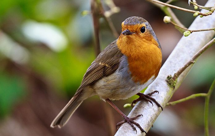 p>红胸鸲(学名: i>erithacus rubecula melophilus /i>),又叫 a