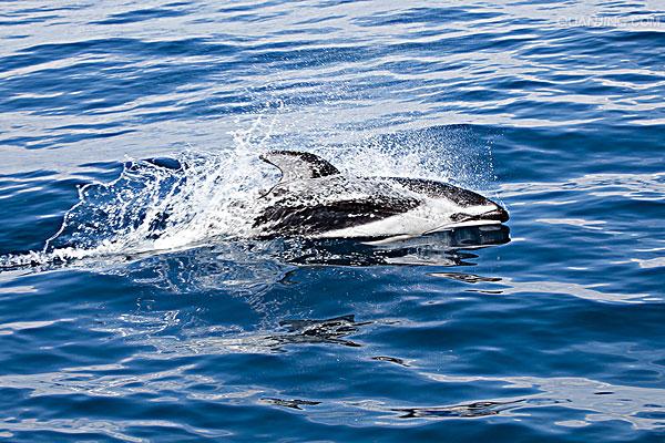  p>太平洋(pacific ocean)是世界上最大,最深,边缘海和岛屿最多的大洋