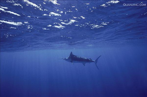  p data-id="tizwj4w4saht">蓝枪鱼是鲈形目旗鱼科枪鱼属鱼类,又叫