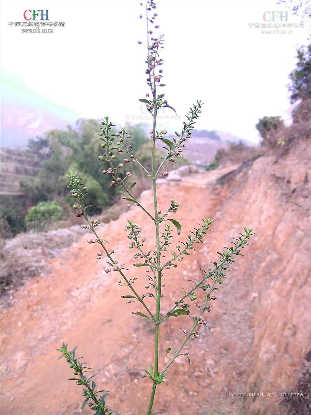  p>野甘草属,scoparia, a target="_blank" href="/item/玄参科