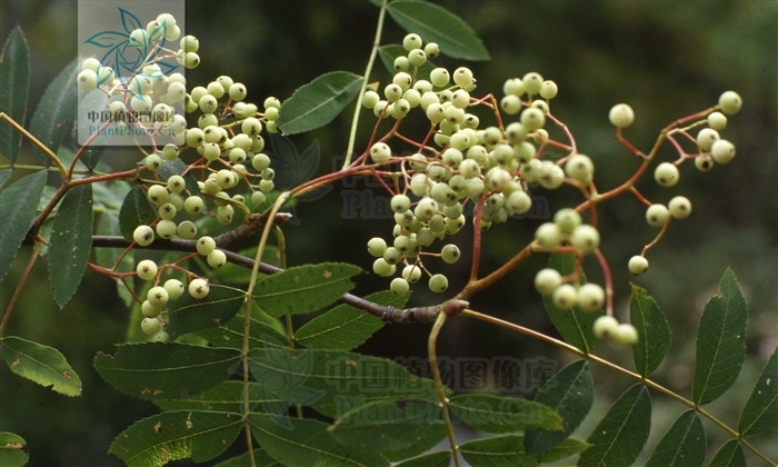  p>湖北花楸(学名:sorbus hupehensis c. k. schneid.