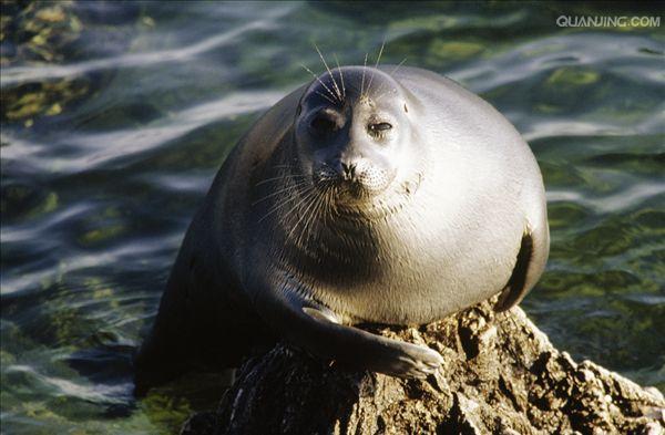 贝加尔海豹