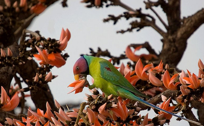  p>紫红头鹦鹉(学名: i>psittacula cyanocephala /i>)是 a target="