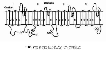 钠通道α亚基结构