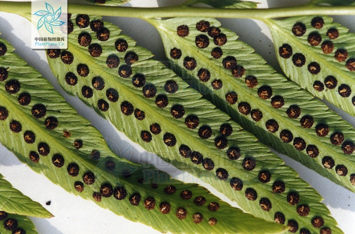  p>镰羽黔蕨(phanerophlebiopsis falcata ching) /p>