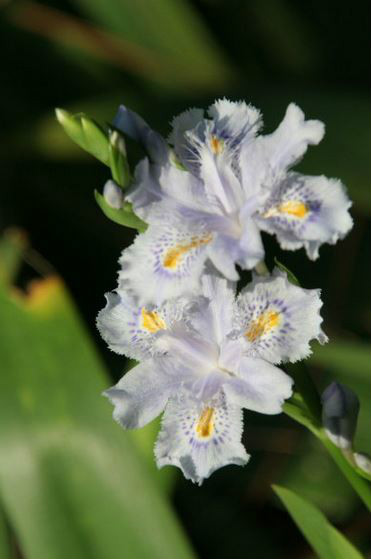  p>扇形鸢尾(学名: i>iris wattii /i>  baker): a href="#">多年生 