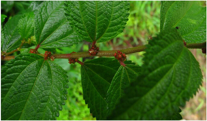 为荨麻科植物红雾水葛 i>pouzolzia sanguinea /i> (bl.) merr.
