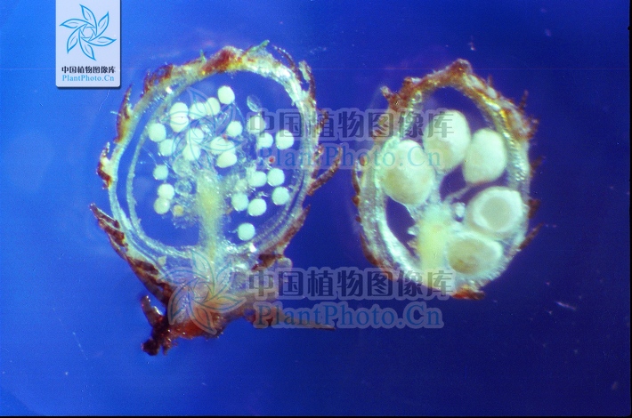  p>孢子果(sporocarp) 某些水生或湿生 a href="#" data-lemmaid="