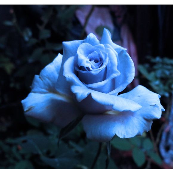 蓝色格劳恩(大地之蓝)