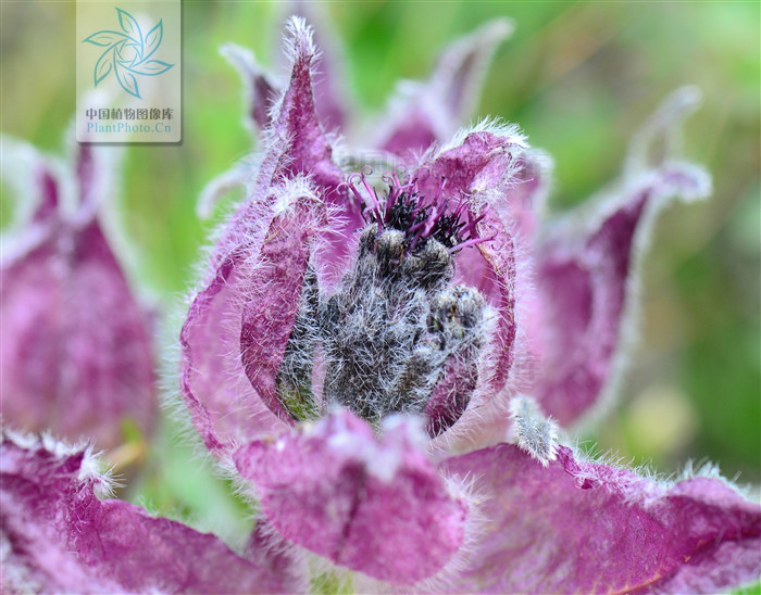  p>紫苞雪莲(学名:saussurea iodostegia hance)为 a href="#" data