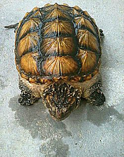  p>佛鳄龟全称佛州拟鳄龟,又称小鳄龟,拟鳄龟,平