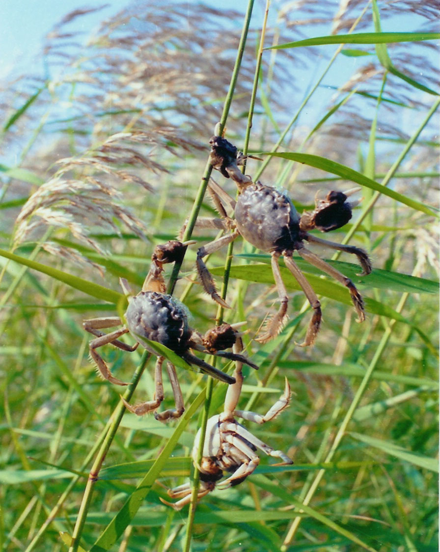  p>方蟹科(grapsidae)包括一些头胸甲呈方形,额缘较宽而眼柄较短的蟹