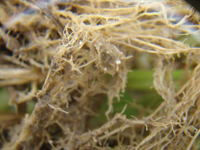  p>小麦孢囊线虫(cereal cyst nematode,ccn, i>heterodera avenae  