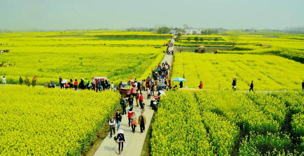 荆门油菜花节