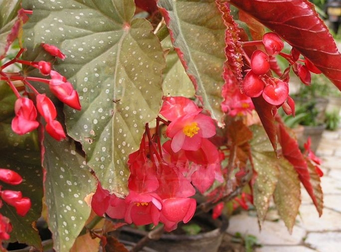  p>斑叶竹节秋海棠(学名: i>begonia maculata /i> raddi) a href="#"