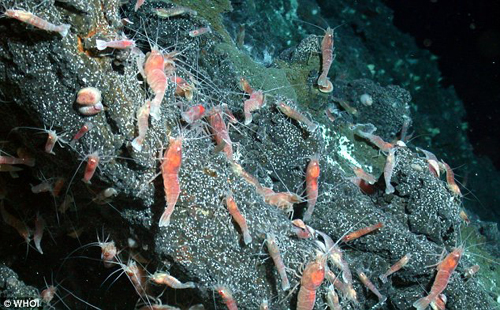  p>射气岩浆喷发,当火山活动时炽热的岩浆在上升过程中如遇到水体