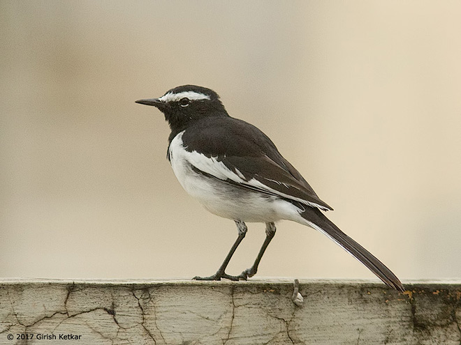  p>白眉鹡鸰(学名: i>motacilla maderaspatensis /i>):体长210-240